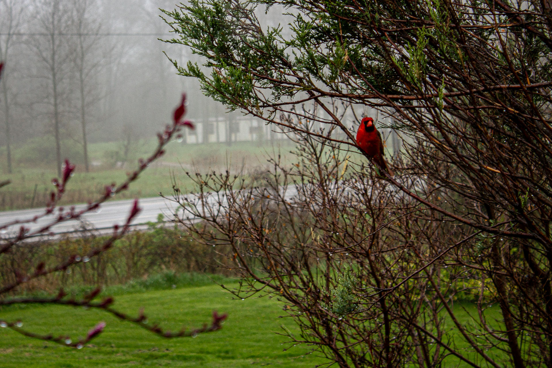 Cardinal in a tree