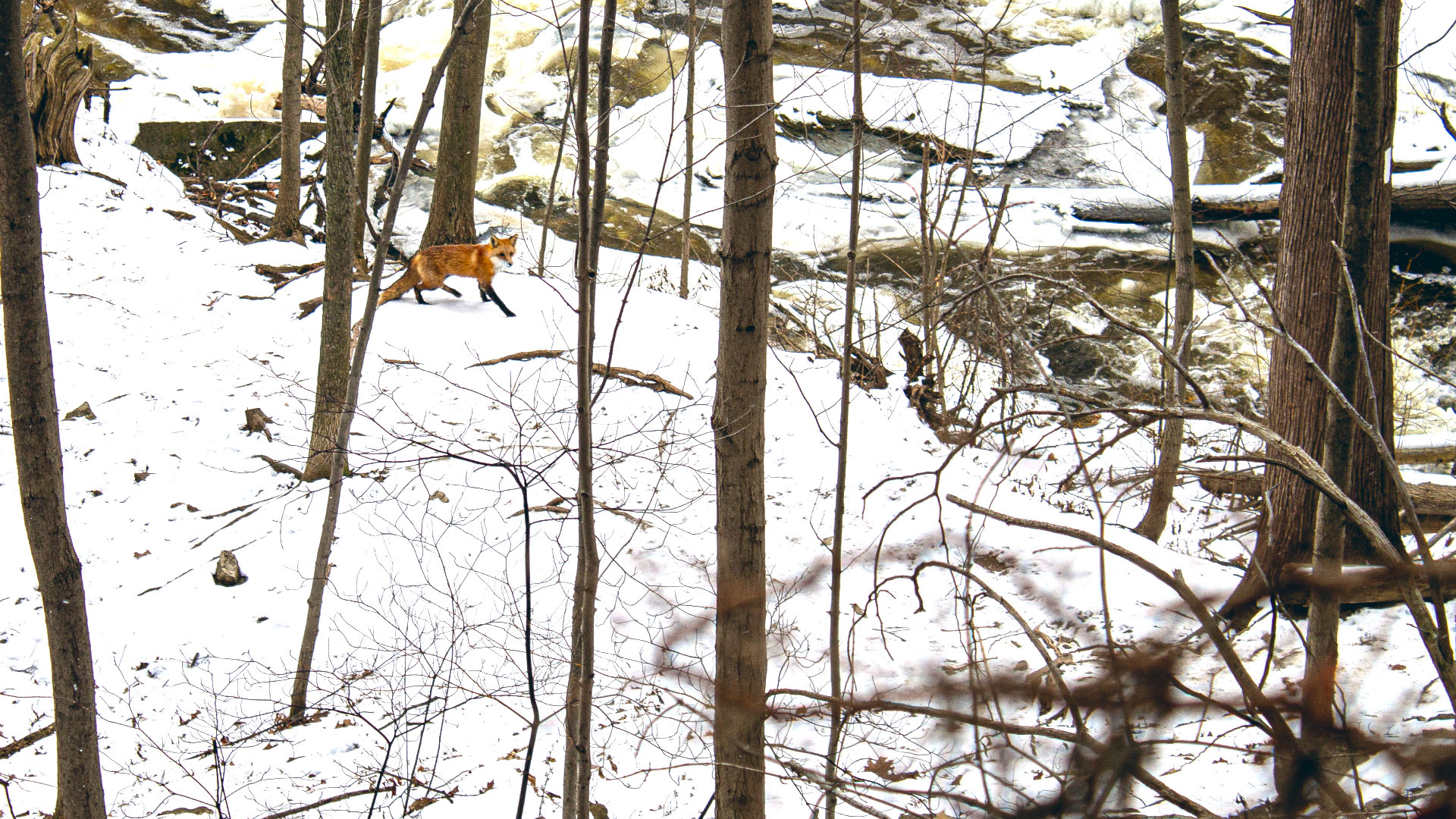 Fox walking trail at Smokey Hollow
