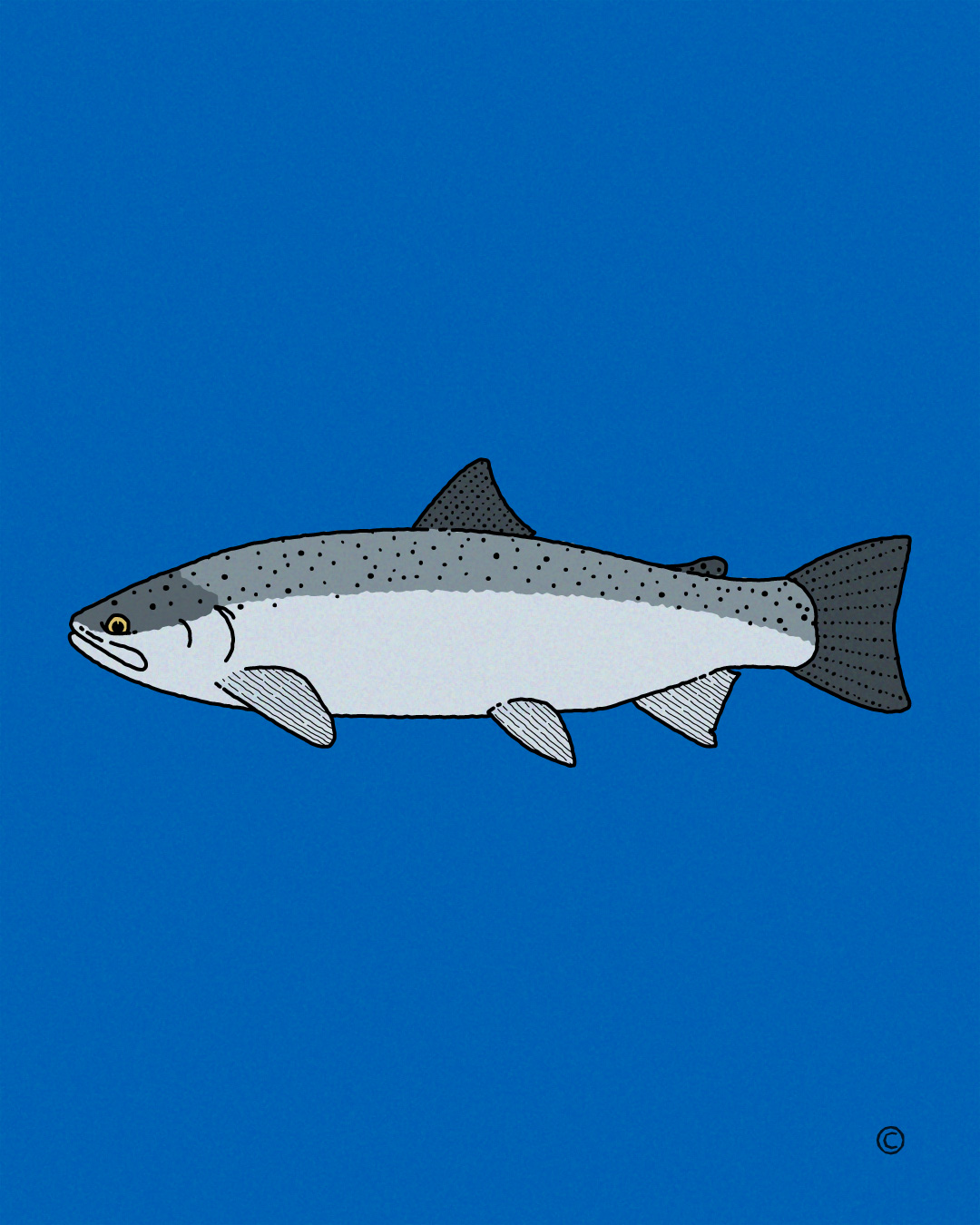 Illustration of steelhead